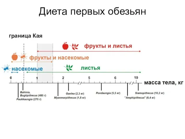 граница Кая Диета первых обезьян