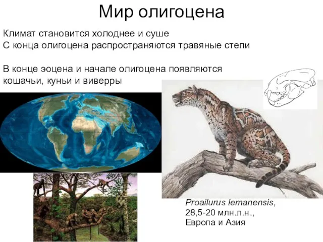 Климат становится холоднее и суше С конца олигоцена распространяются травяные степи