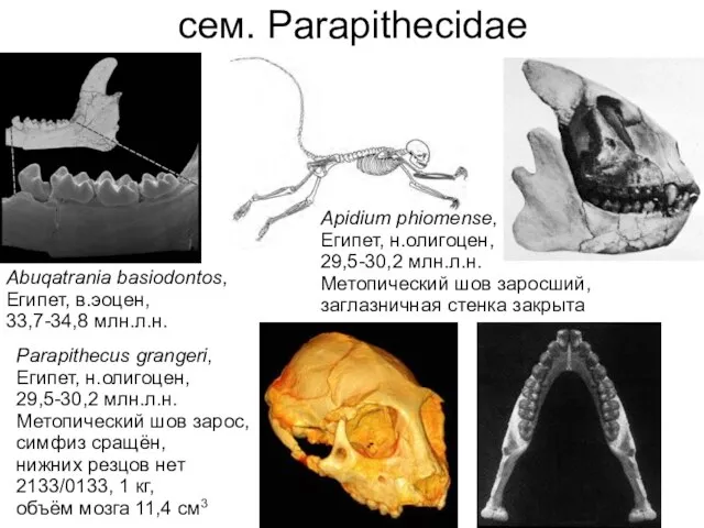 сем. Parapithecidae Abuqatrania basiodontos, Египет, в.эоцен, 33,7-34,8 млн.л.н. Apidium phiomense, Египет,