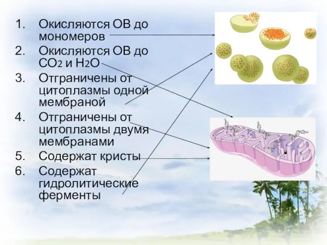 Окисляются ОВ до мономеров Окисляются ОВ до СО2 и Н2О Отграничены