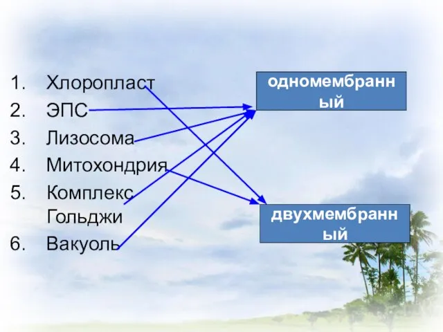 Хлоропласт ЭПС Лизосома Митохондрия Комплекс Гольджи Вакуоль одномембранный двухмембранный