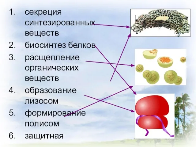 секреция синтезированных веществ биосинтез белков расщепление органических веществ образование лизосом формирование полисом защитная