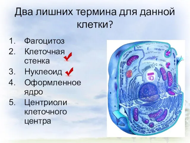 Два лишних термина для данной клетки? Фагоцитоз Клеточная стенка Нуклеоид Оформленное ядро Центриоли клеточного центра