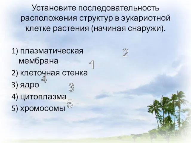 Установите последовательность расположения структур в эукариотной клетке растения (начиная снаружи). 1)