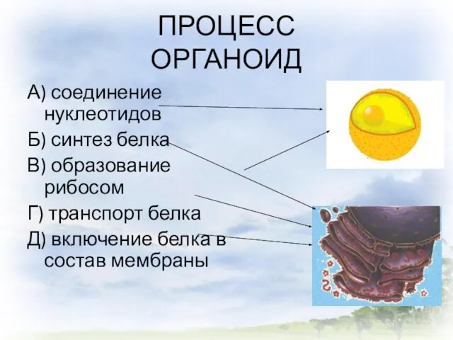 ПРОЦЕСС ОРГАНОИД А) соединение нуклеотидов Б) синтез белка В) образование рибосом