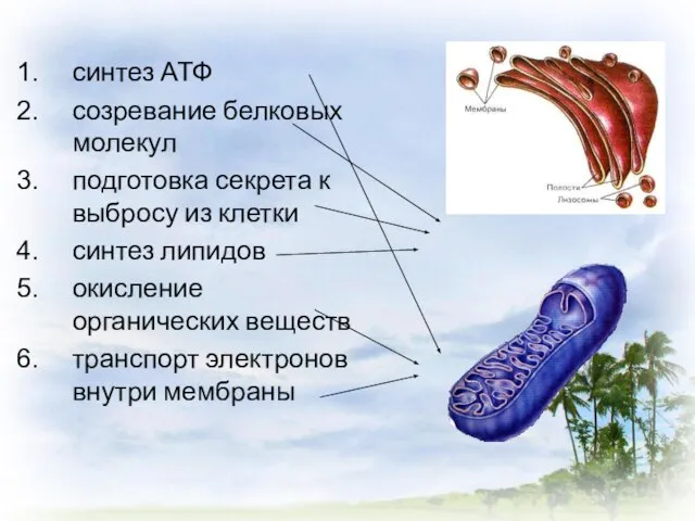 синтез АТФ созревание белковых молекул подготовка секрета к выбросу из клетки