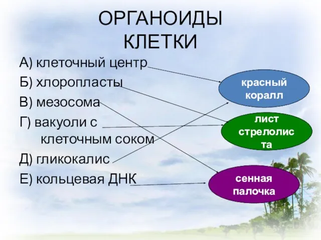 ОРГАНОИДЫ КЛЕТКИ А) клеточный центр Б) хлоропласты В) мезосома Г) вакуоли