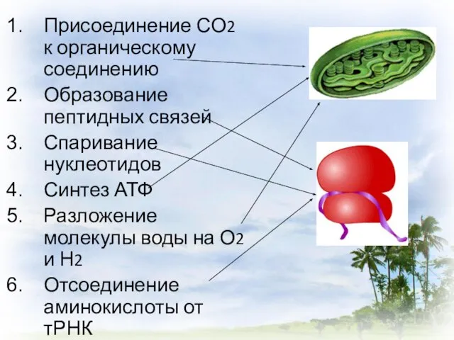 Присоединение СО2 к органическому соединению Образование пептидных связей Спаривание нуклеотидов Синтез