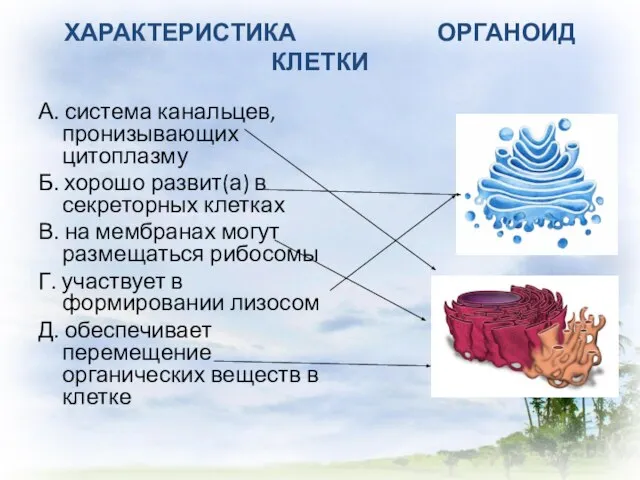 ХАРАКТЕРИСТИКА ОРГАНОИД КЛЕТКИ А. система канальцев, пронизывающих цитоплазму Б. хорошо развит(а)