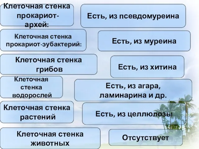 Клеточная стенка прокариот-архей: Есть, из псевдомуреина Клеточная стенка прокариот-эубактерий: Есть, из