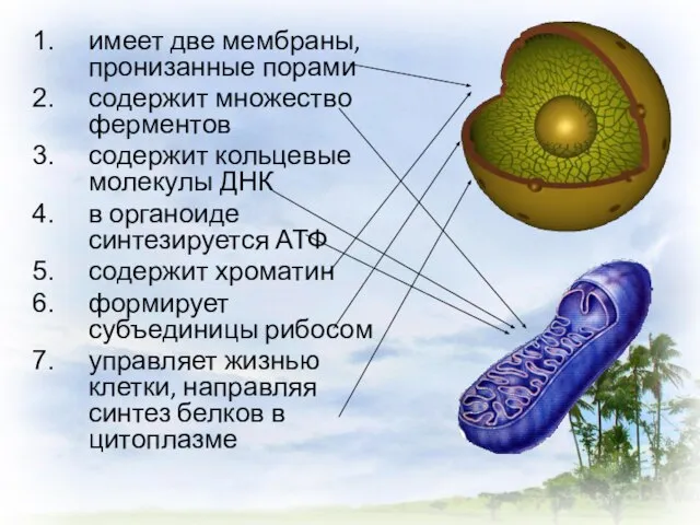 имеет две мембраны, пронизанные порами содержит множество ферментов содержит кольцевые молекулы