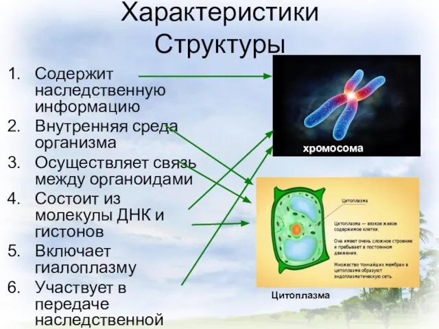 Характеристики Структуры Содержит наследственную информацию Внутренняя среда организма Осуществляет связь между