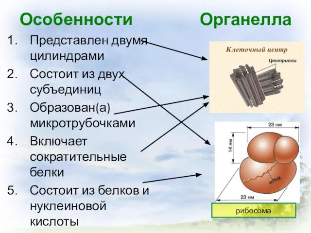 Особенности Органелла Представлен двумя цилиндрами Состоит из двух субъединиц Образован(а) микротрубочками