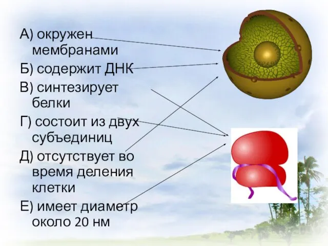 А) окружен мембранами Б) содержит ДНК В) синтезирует белки Г) состоит