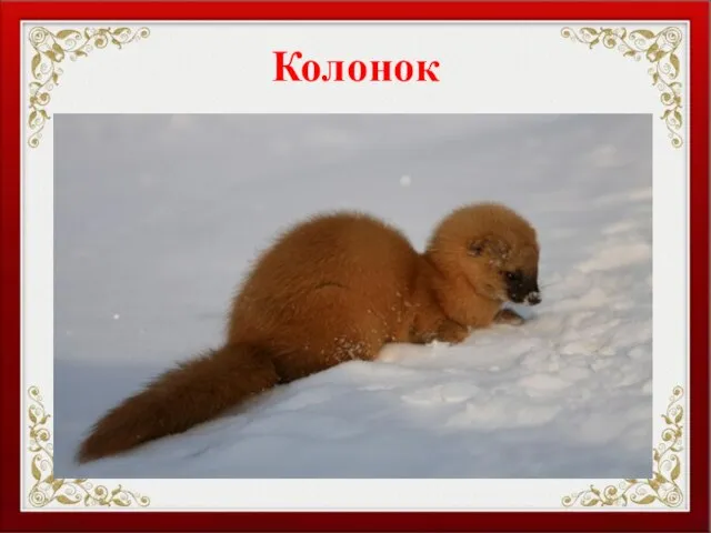 Колонок