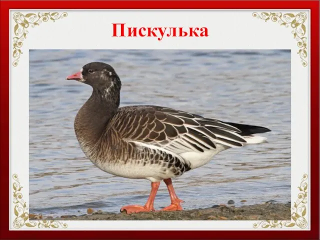 Пискулька