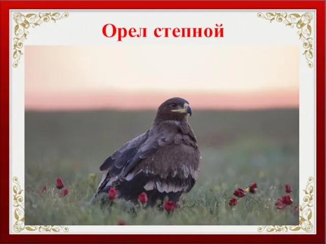 Орел степной