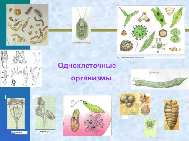 Одноклеточные организмы