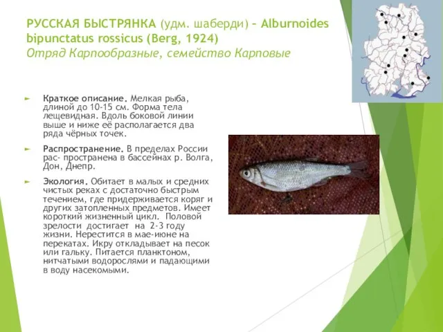 РУССКАЯ БЫСТРЯНКА (удм. шаберди) – Alburnoides bipunctatus rossicus (Berg, 1924) Отряд