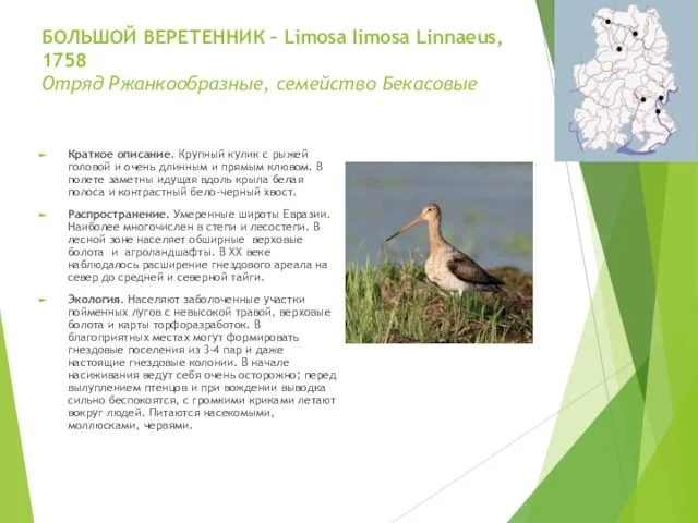 БОЛЬШОЙ ВЕРЕТЕННИК – Limosa limosa Linnaeus, 1758 Отряд Ржанкообразные, семейство Бекасовые