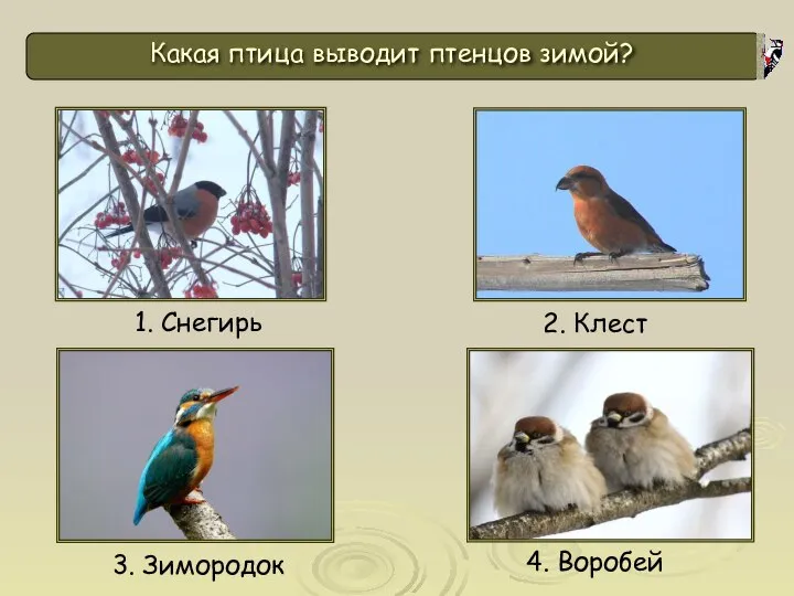 Какая птица выводит птенцов зимой? 1. Снегирь 4. Воробей 2. Клест 3. Зимородок