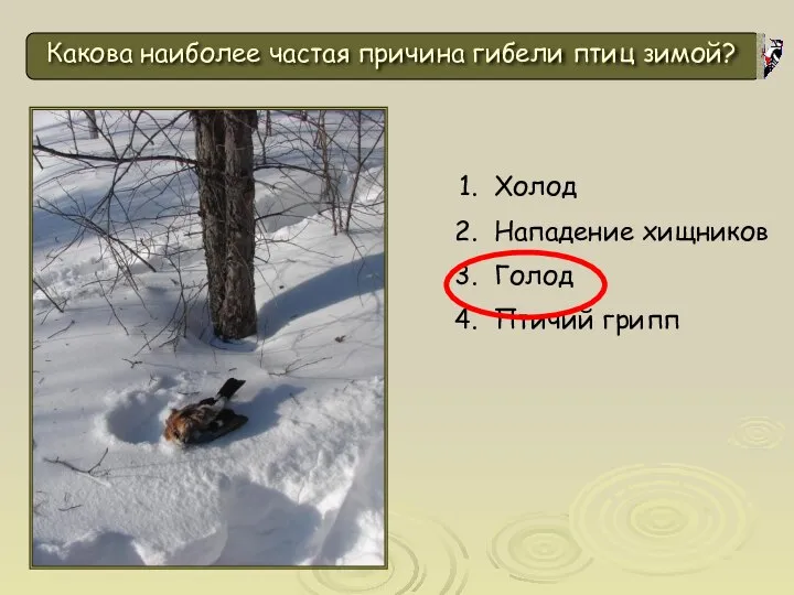 Какова наиболее частая причина гибели птиц зимой? Холод Нападение хищников Голод Птичий грипп