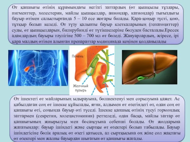 Өт қапшығы өтінің құрамындағы негізгі заттардың (өт қышқылы тұздары, пигменттер, холестерин,