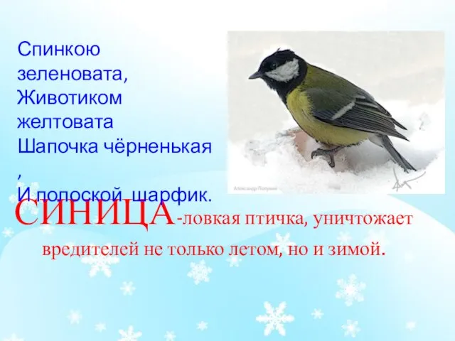 СИНИЦА-ловкая птичка, уничтожает вредителей не только летом, но и зимой. Спинкою