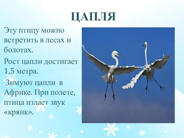 ЦАПЛЯ Эту птицу можно встретить в лесах и болотах. Рост цапли