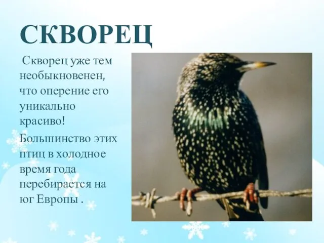 СКВОРЕЦ Скворец уже тем необыкновенен, что оперение его уникально красиво! Большинство