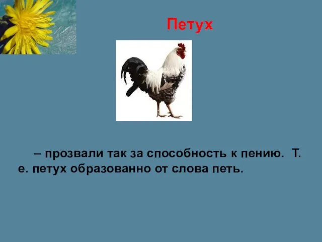 – прозвали так за способность к пению. Т.е. петух образованно от слова петь. Петух