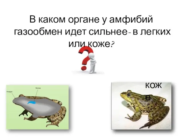 В каком органе у амфибий газообмен идет сильнее- в легких или коже? коже