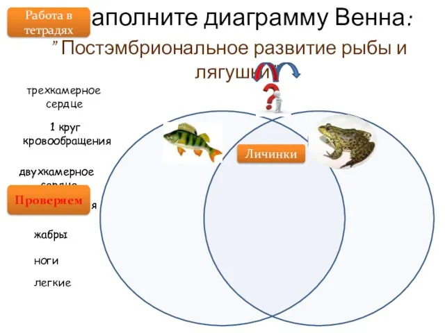 Заполните диаграмму Венна: ” Постэмбриональное развитие рыбы и лягушки” Личинки 1