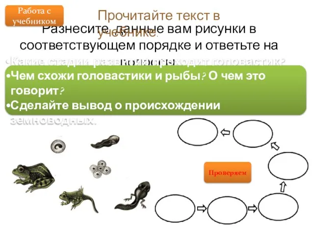 Разнесите данные вам рисунки в соответствующем порядке и ответьте на вопросы.