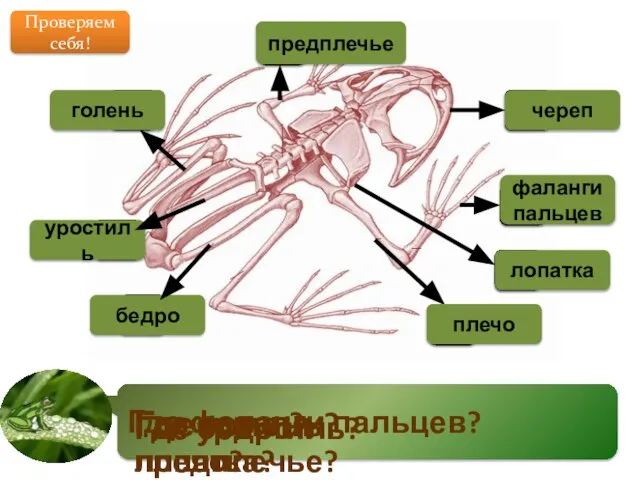 Где фаланги пальцев? 3 2 7 6 5 1 4 Где