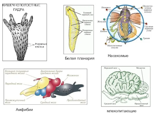 Белая планария Амфибии млекопитающие Насекомые