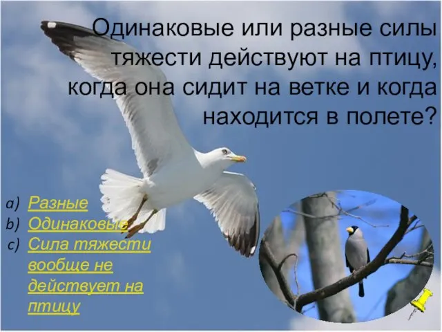 Одинаковые или разные силы тяжести действуют на птицу, когда она сидит