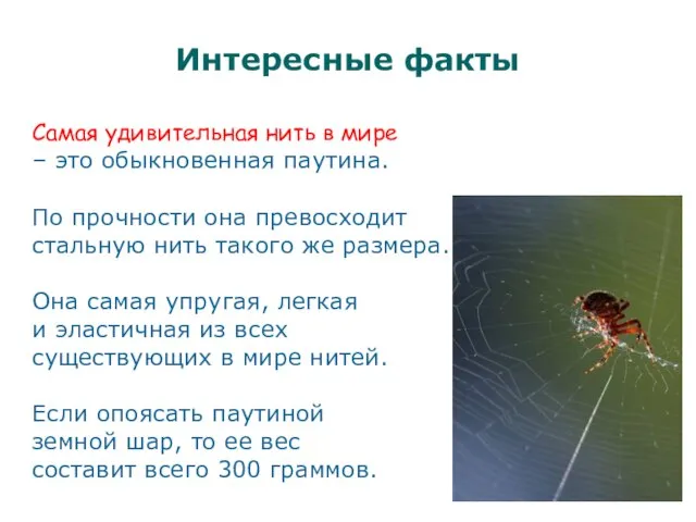 Интересные факты Самая удивительная нить в мире – это обыкновенная паутина.