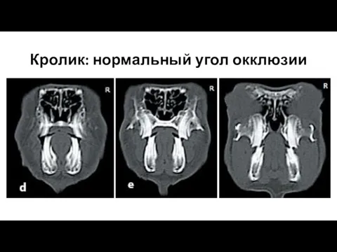 Кролик: нормальный угол окклюзии