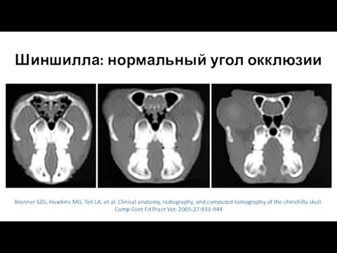 Шиншилла: нормальный угол окклюзии Brenner SZG, Hawkins MG, Tell LA, et