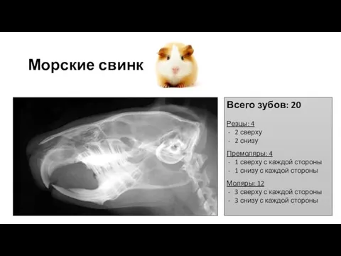 Морские свинки Всего зубов: 20 Резцы: 4 2 сверху 2 снизу