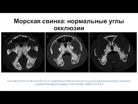 Морская свинка: нормальные углы окклюзии Souza MJ, Greenacre CB, Avenell JS,