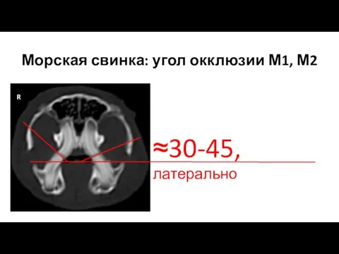 Морская свинка: угол окклюзии М1, М2 ≈30-45, латерально