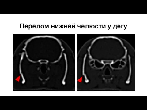 Перелом нижней челюсти у дегу