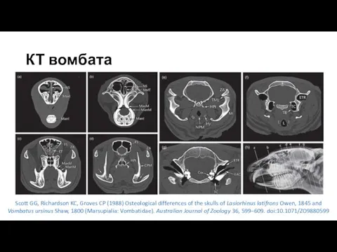 КТ вомбата Scott GG, Richardson KC, Groves CP (1988) Osteological differences