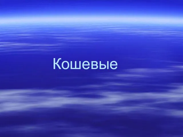 Кошевые