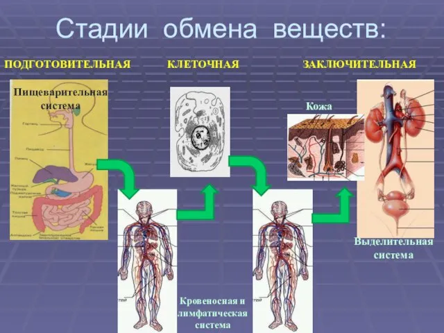 Стадии обмена веществ: ПОДГОТОВИТЕЛЬНАЯ КЛЕТОЧНАЯ ЗАКЛЮЧИТЕЛЬНАЯ Кровеносная и лимфатическая система