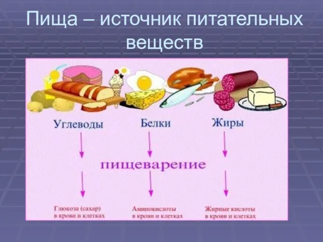 Пища – источник питательных веществ