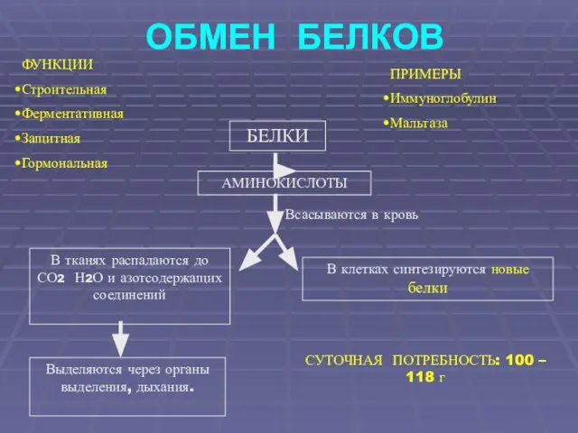 ОБМЕН БЕЛКОВ БЕЛКИ АМИНОКИСЛОТЫ Всасываются в кровь В тканях распадаются до