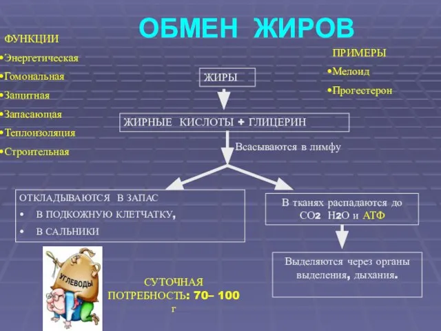 ОБМЕН ЖИРОВ ФУНКЦИИ Энергетическая Гомональная Защитная Запасающая Теплоизоляция Строительная ПРИМЕРЫ Мелоид